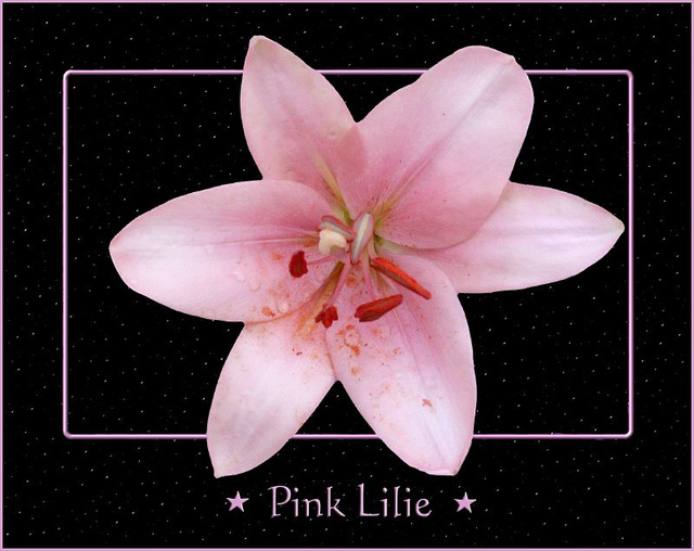 Pink Lilie