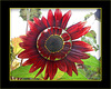 Sunflower  Spielerei