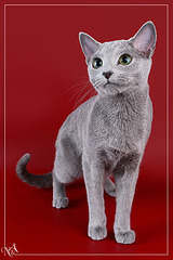 Bleu Russe d'Arkhangelsk (Russie) - Chat