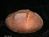 Pain de Campagne 2