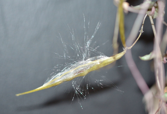 Ceropegia woodii graines