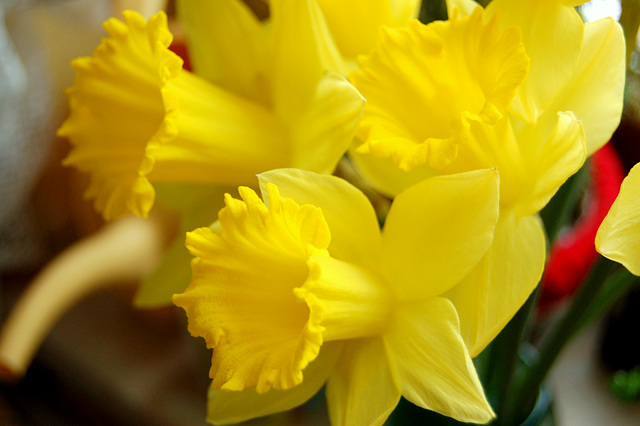 florado de narcisoj