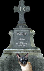 Grave of Pauly - the humantoilet- trained siamcat