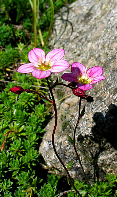 Synchrontanz in der Frühjahrssonne