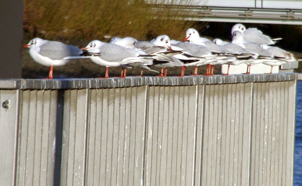 Gulls in a row