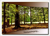 Waldspaziergang