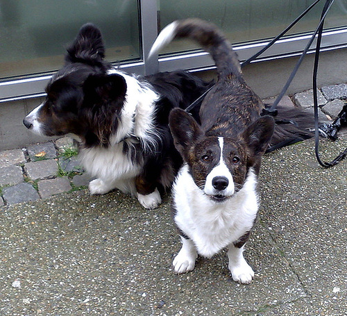 Dogs