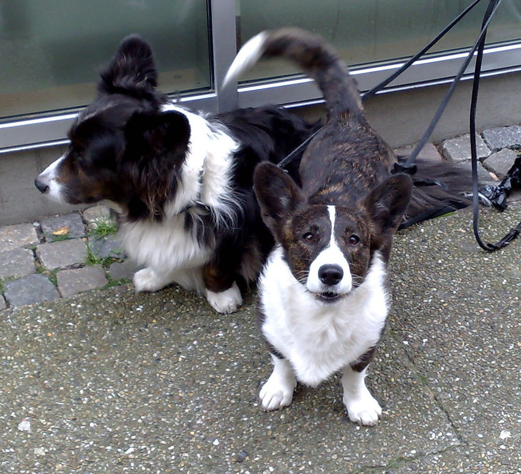 Dogs
