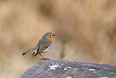 Robin