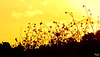 DSCF0027