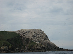 Lîle aux oiseaux