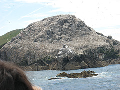 Lîle aux oiseaux