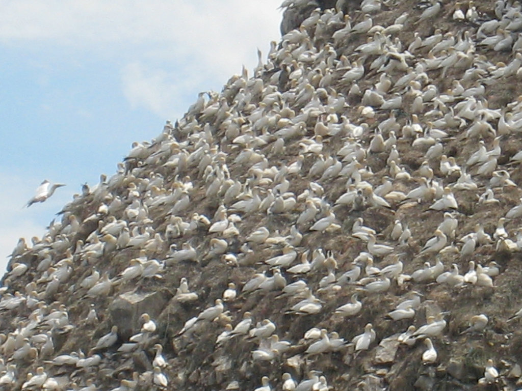 Lîle aux oiseaux ; les fous de Bassan