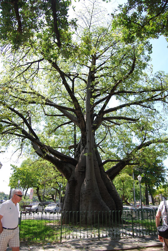 Baobab !!!!à Olinda