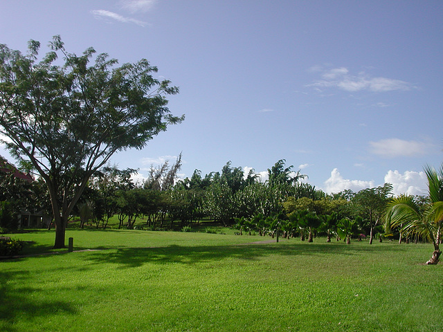 martinique (203)