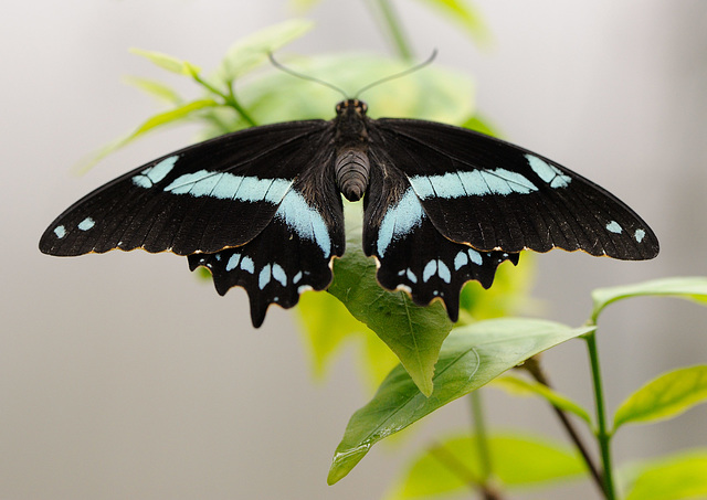 Macro sur un papillon...