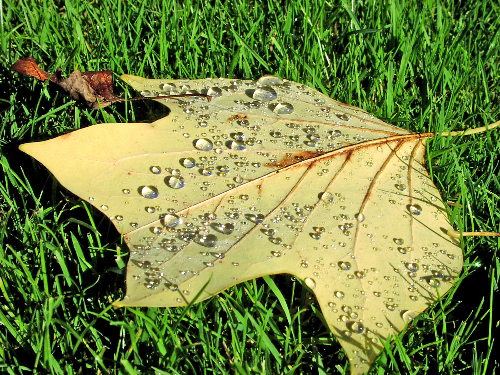 Leaf Fall