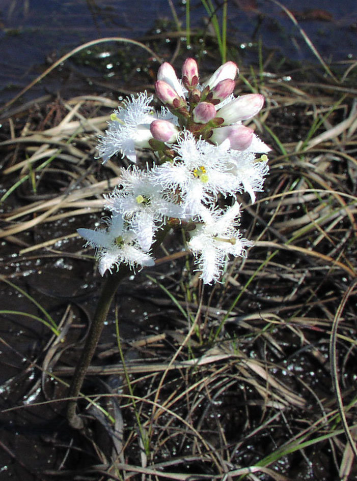 Bog Bean