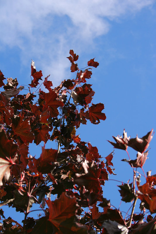 Purple leaves