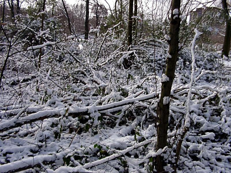 Snowy brushwood