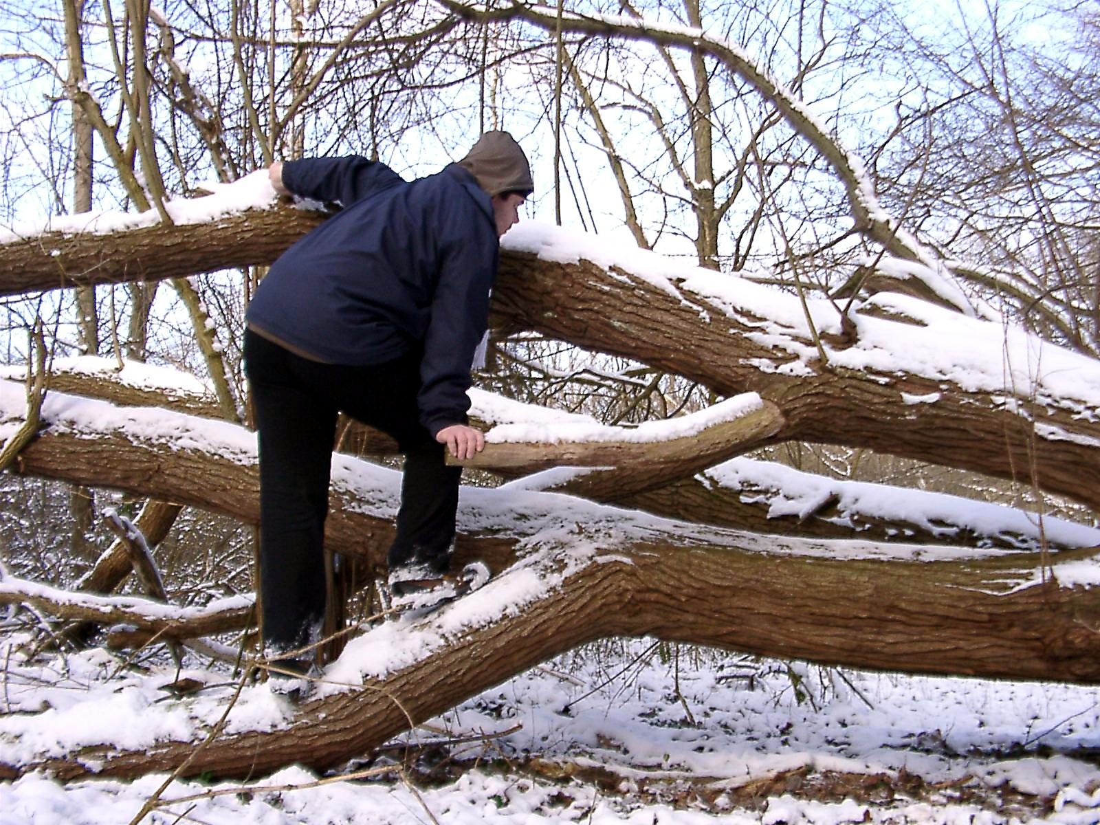 Climbing on dead wood