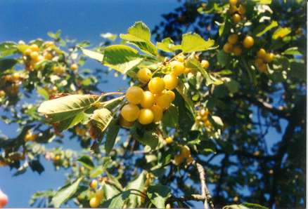 Cerises jaunes