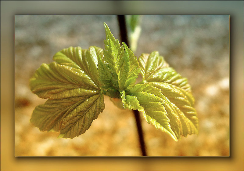 Young Chestnut