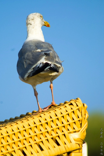 Herring Gull 2