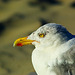 Herring Gull 3
