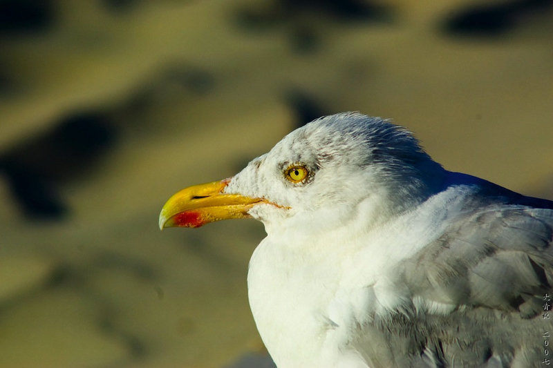 Herring Gull 3