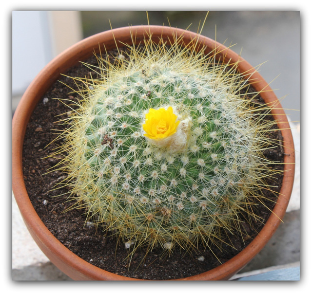 Parodia chrysancanthion