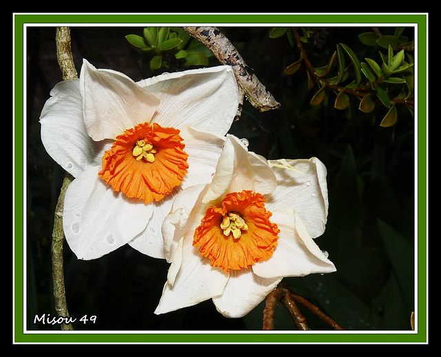 MON JARDIN