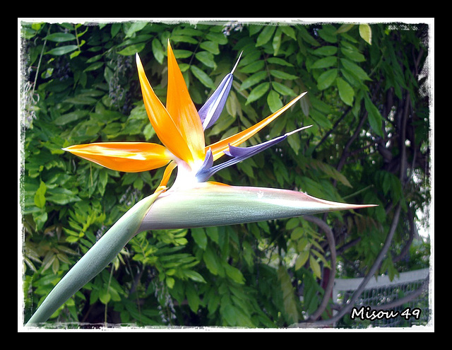 STRELITZIA