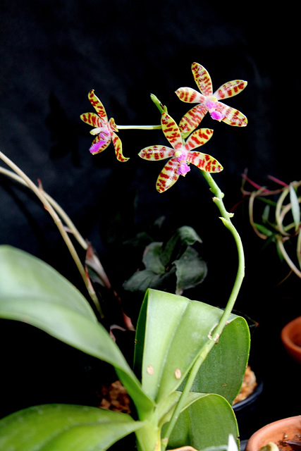 Phalaenopsis bastiani