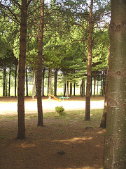 Solitude Ste-Françoise - Québec, CANADA - 19 août 2006  - Le sous-bois