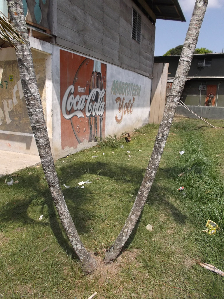 Coca-cola y gallina yoti / Poule yoti & Coca-cola / Coca-cola & yoti hen.