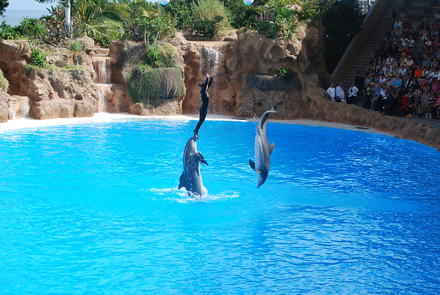 Loro parque à Ténérife