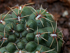 Gymnocalycium baldianum