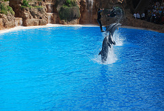 Loro Parque à Ténérife