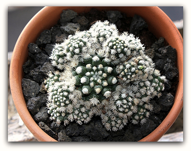 Mammillaria  vetula ssp.gracilis 'Arizona Snowcap'   (3)