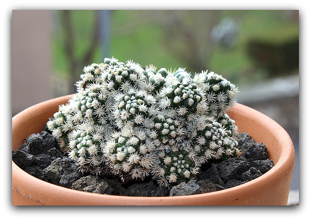 Mammillaria  vetula ssp.gracilis 'Arizona Snowcap'   (4)