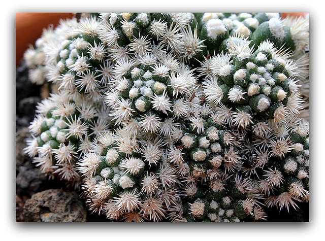 Mammillaria  vetula ssp.gracilis 'Arizona Snowcap'   (5)