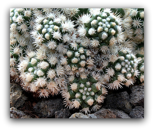 Mammillaria  vetula ssp.gracilis 'Arizona Snowcap'