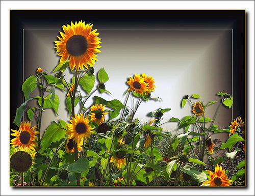 Sunflowers