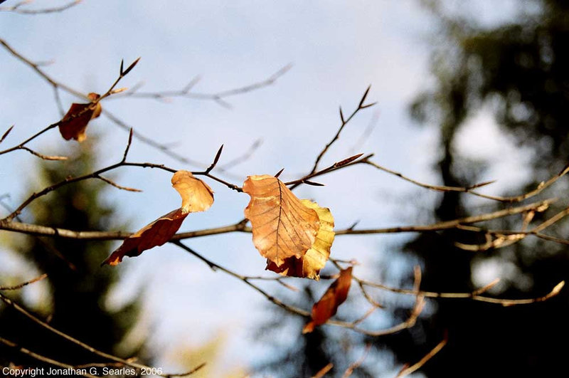 Leaves On A Branch, Roztoky U Prahy, Bohemia(CZ), 2006