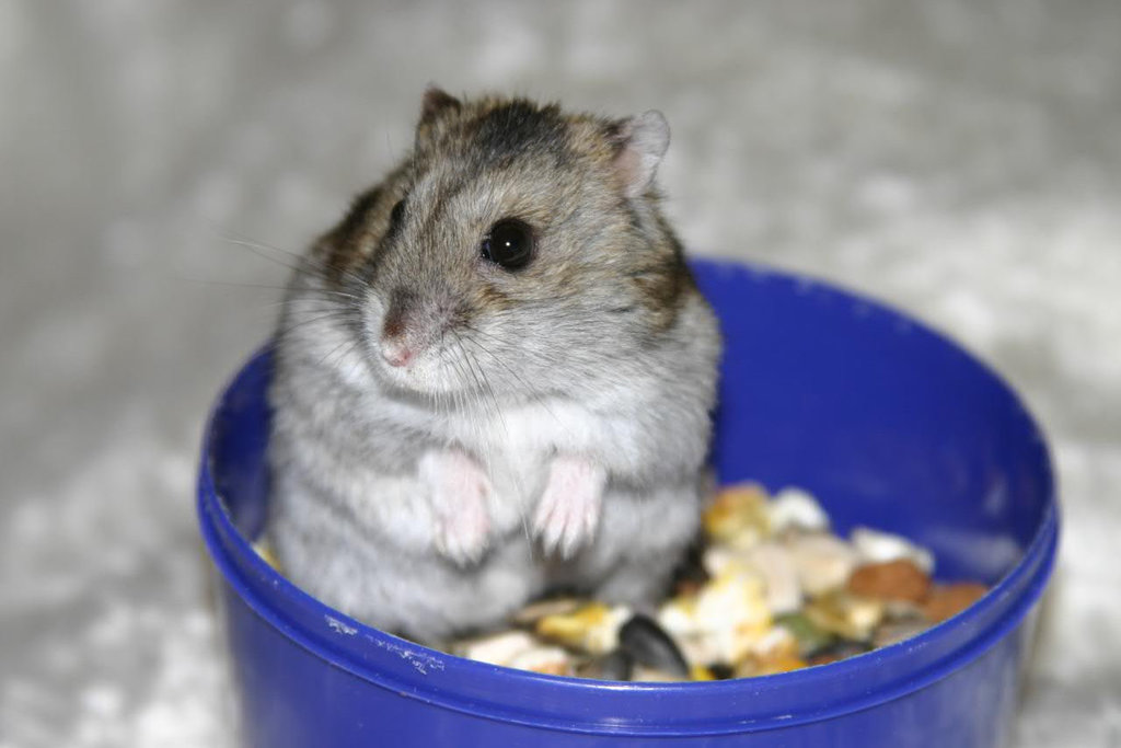 My girlfriend's hamster