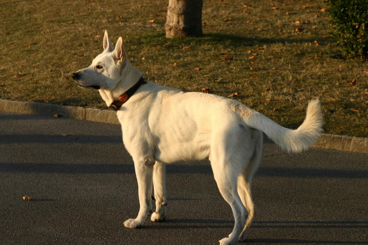 Akita inu