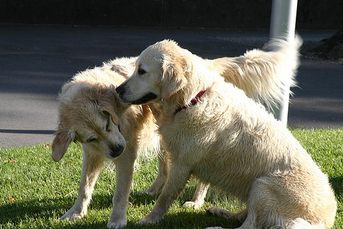 Retriever pups