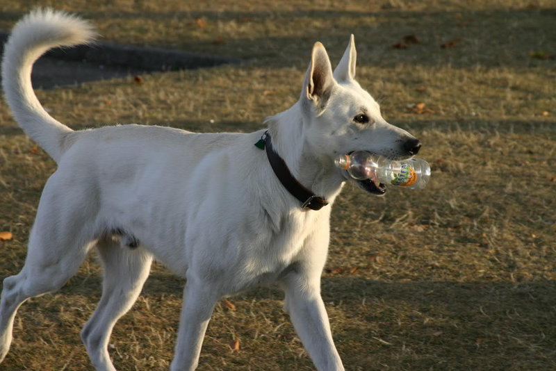 Akita Inu