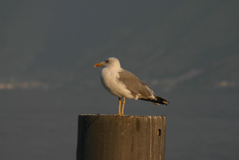 Seagull